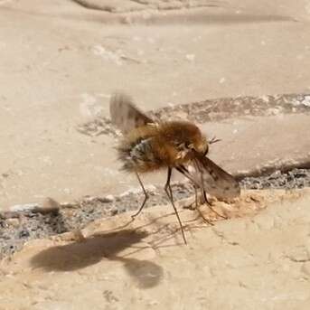 Image of Bombylius medius Linnaeus 1758