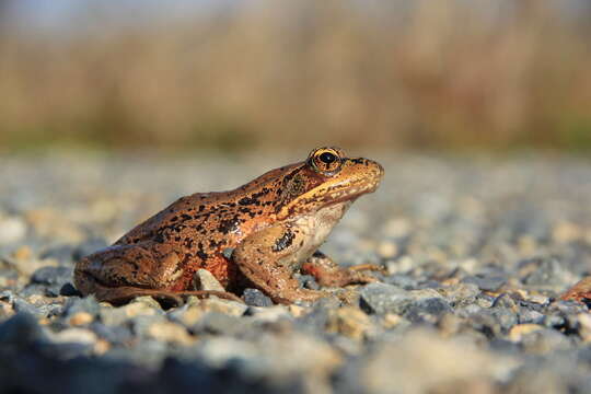 Image of Northern Red-legged Frog