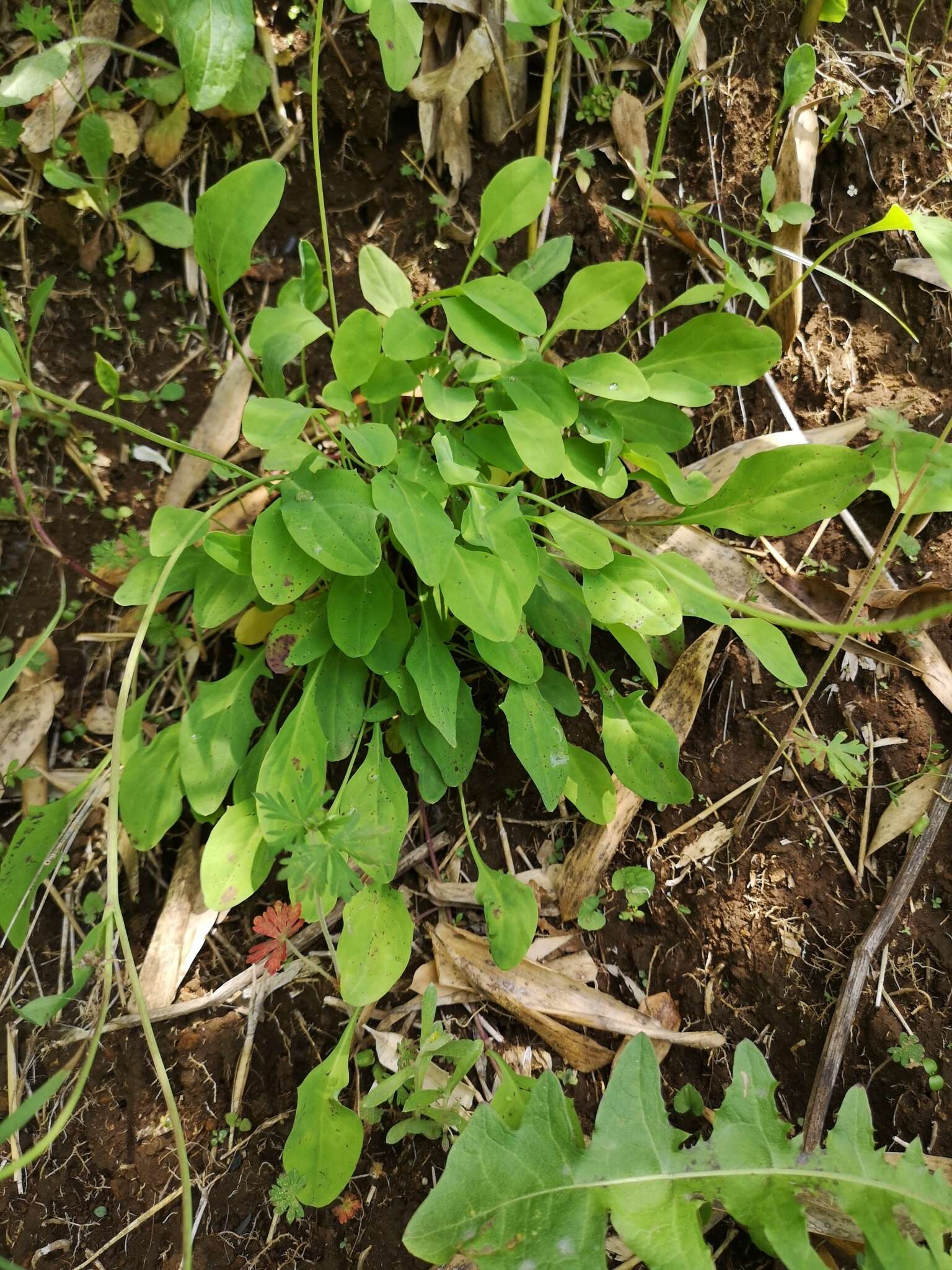 Sivun Ixeris japonica (Burm. fil.) Nakai kuva