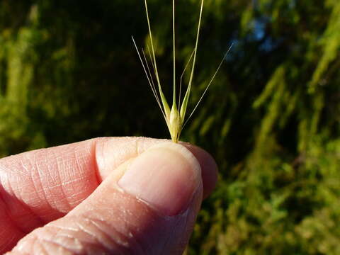 Image of wall barley