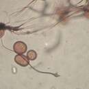 Image of Paradiacheopsis fimbriata (G. Lister & Cran) Hertel ex Nann.-Bremek. 1975