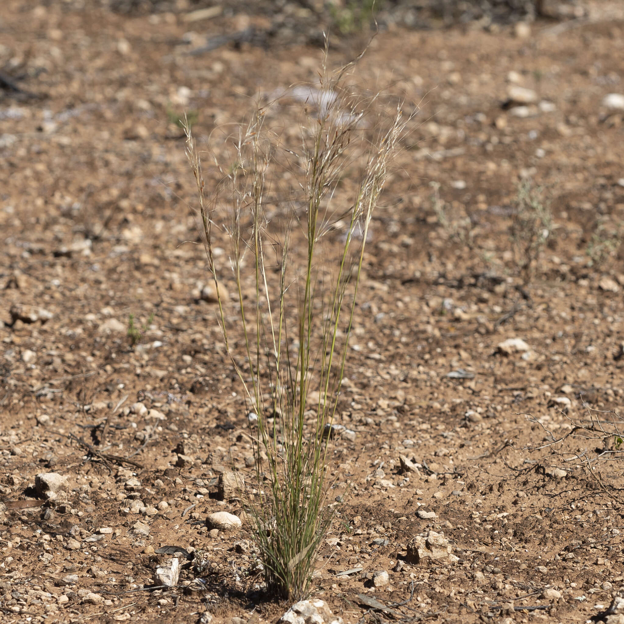 Image of Austrostipa eremophila (Reader) S. W. L. Jacobs & J. Everett