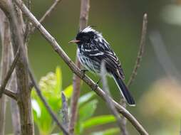 Image of Black-crested Tit-Tyrant