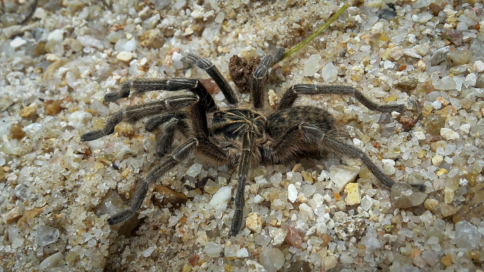 Image de Ceratogyrus dolichocephalus Hewitt 1919