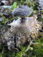 Image of Beaked Earthstar