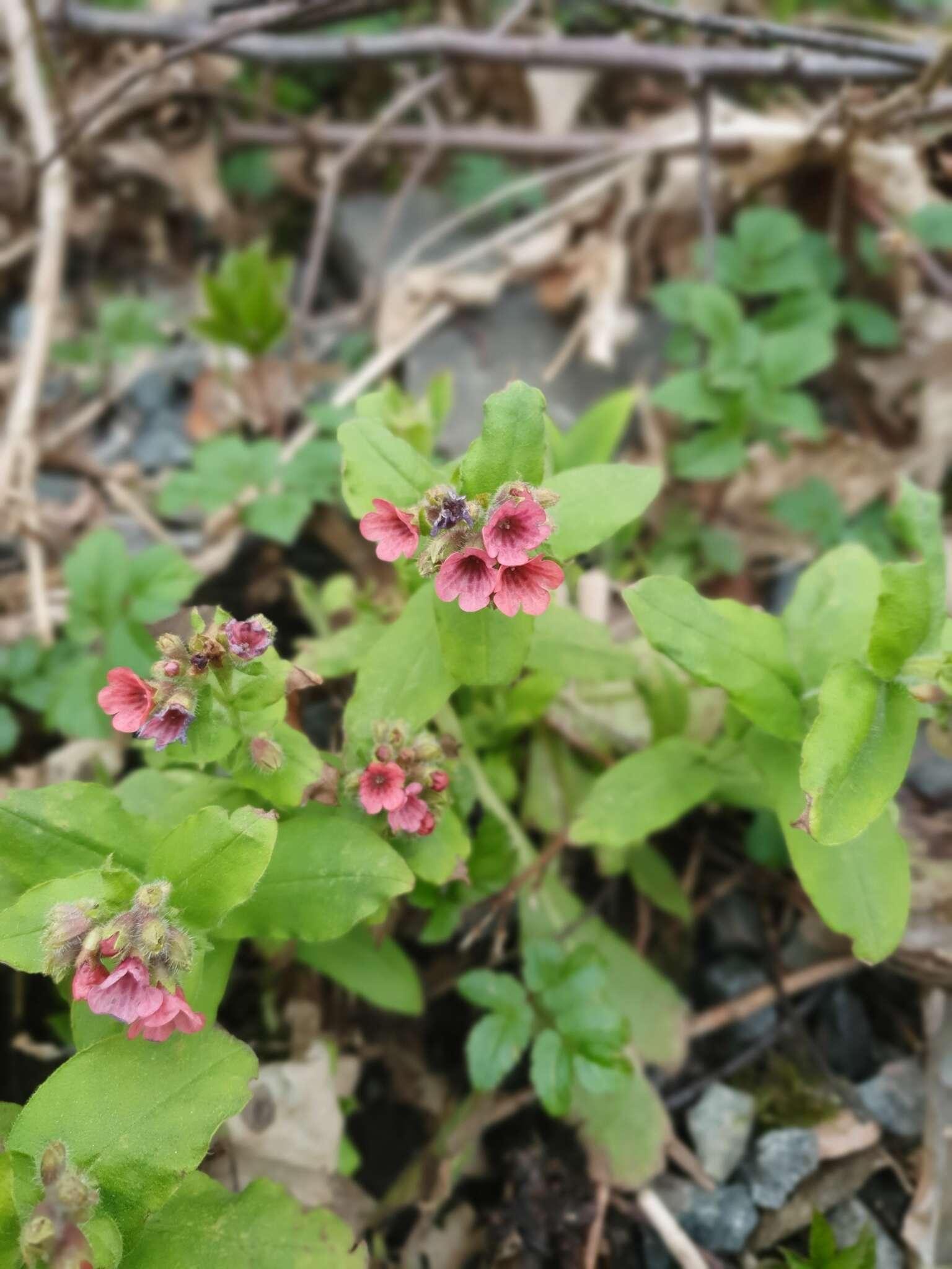 Plancia ëd Pulmonaria rubra Schott