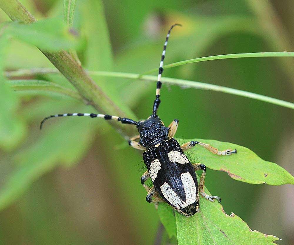 Arctolamia luteomaculata Pu 1981 resmi