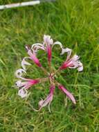 Image of Nerine angustifolia (Baker) W. Watson