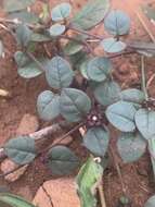 Image of Ceropegia pulchellior Bruyns