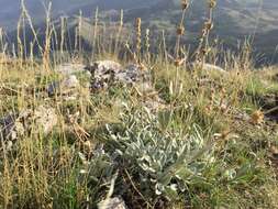 Image of Sideritis italica (Mill.) Greuter & Burdet