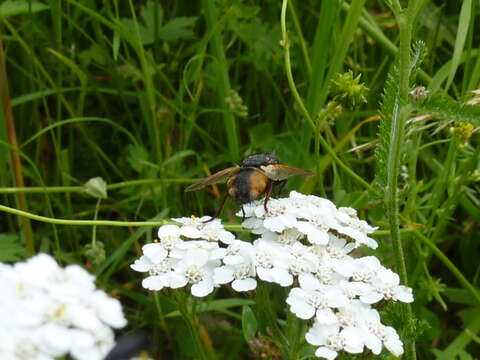 Image de Tachina fera (Linnaeus 1761)