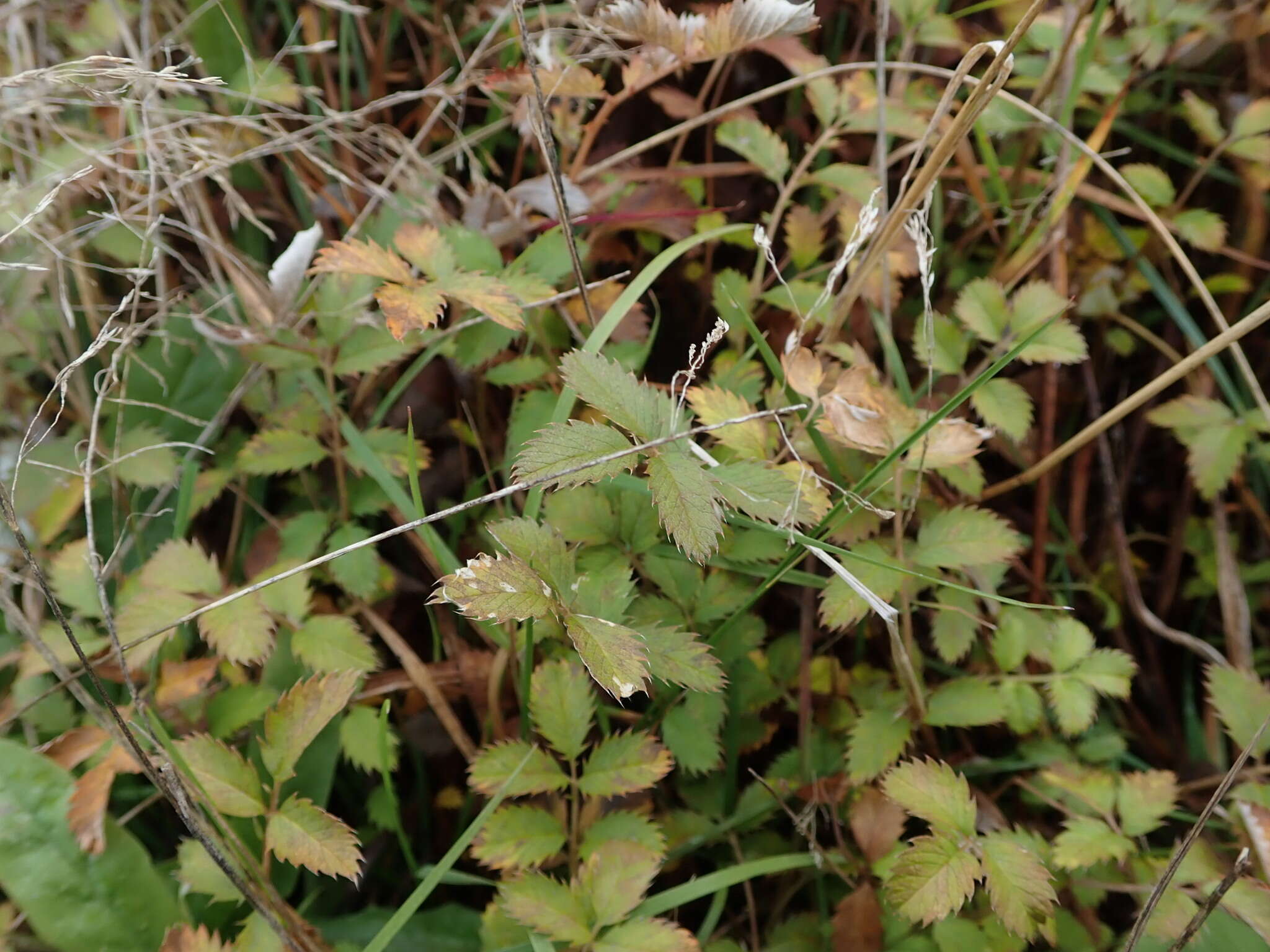 Image of Argentina anserinoides (Raoul) J. Holub