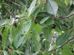 Image of gean, wild cherry