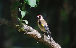 Image of European Goldfinch