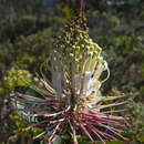 Oreocallis grandiflora (Lam.) R. Br.的圖片