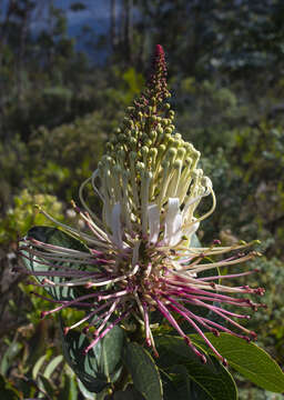 Sivun Oreocallis grandiflora (Lam.) R. Br. kuva