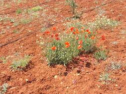 Image of corn poppy