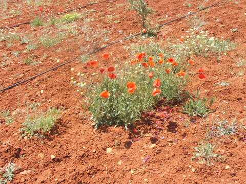 Image of corn poppy