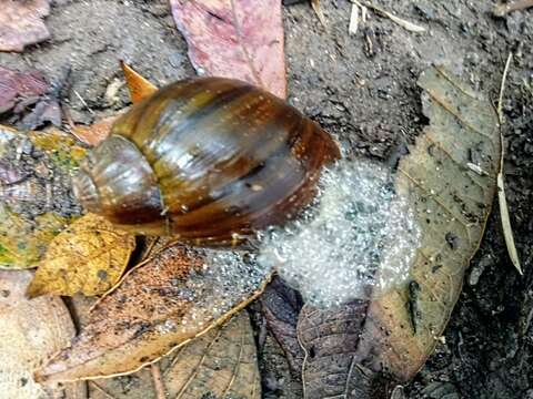 صورة Megalobulimus pergranulatus