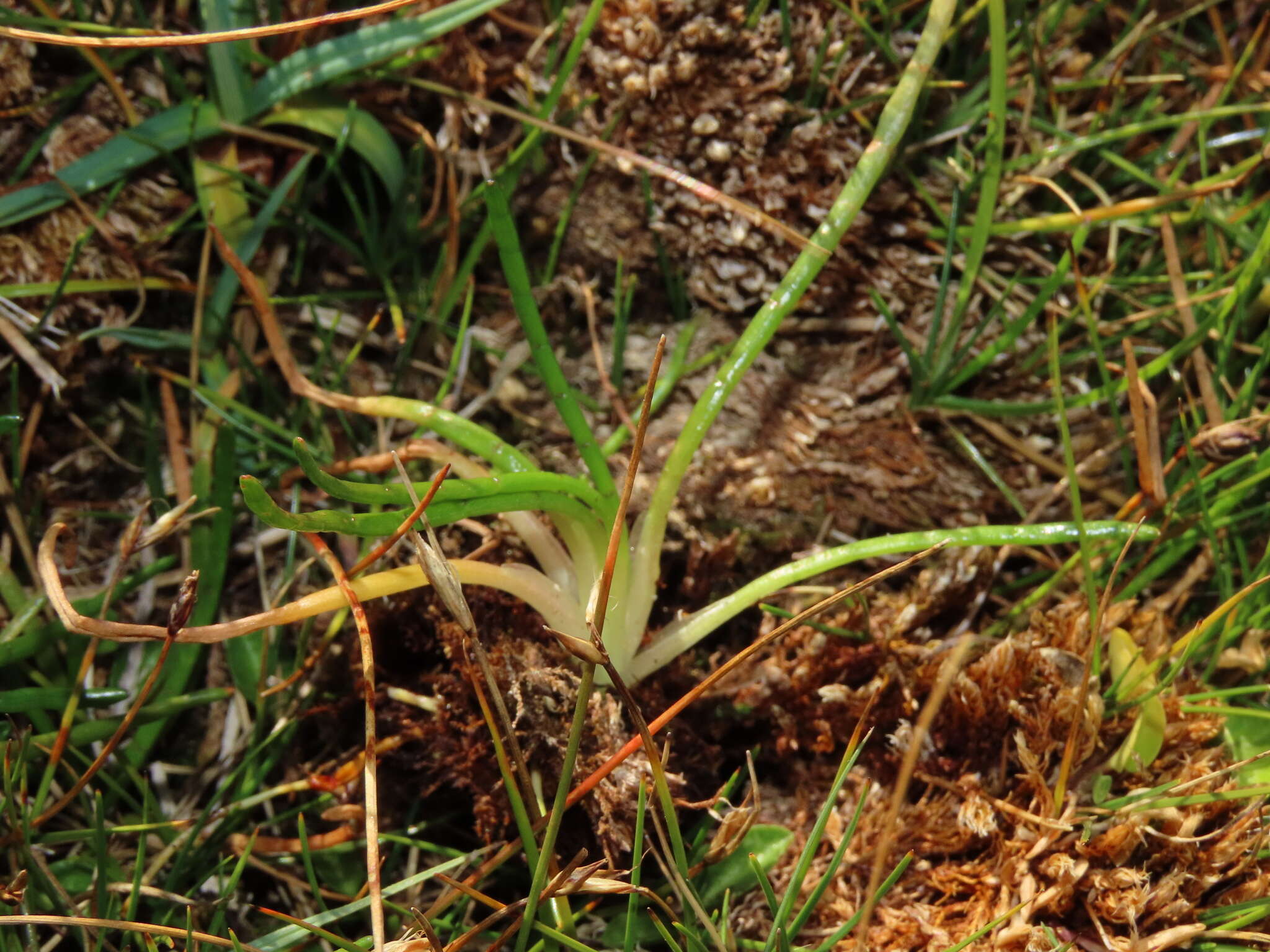 Image of western grasswort