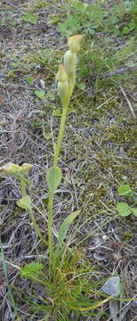 Image of Pterygodium cleistogamum (Bolus) Schltr.