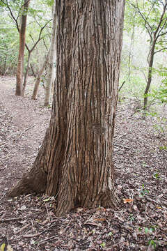 Image of Platymiscium pinnatum (Jacq.) Dugand