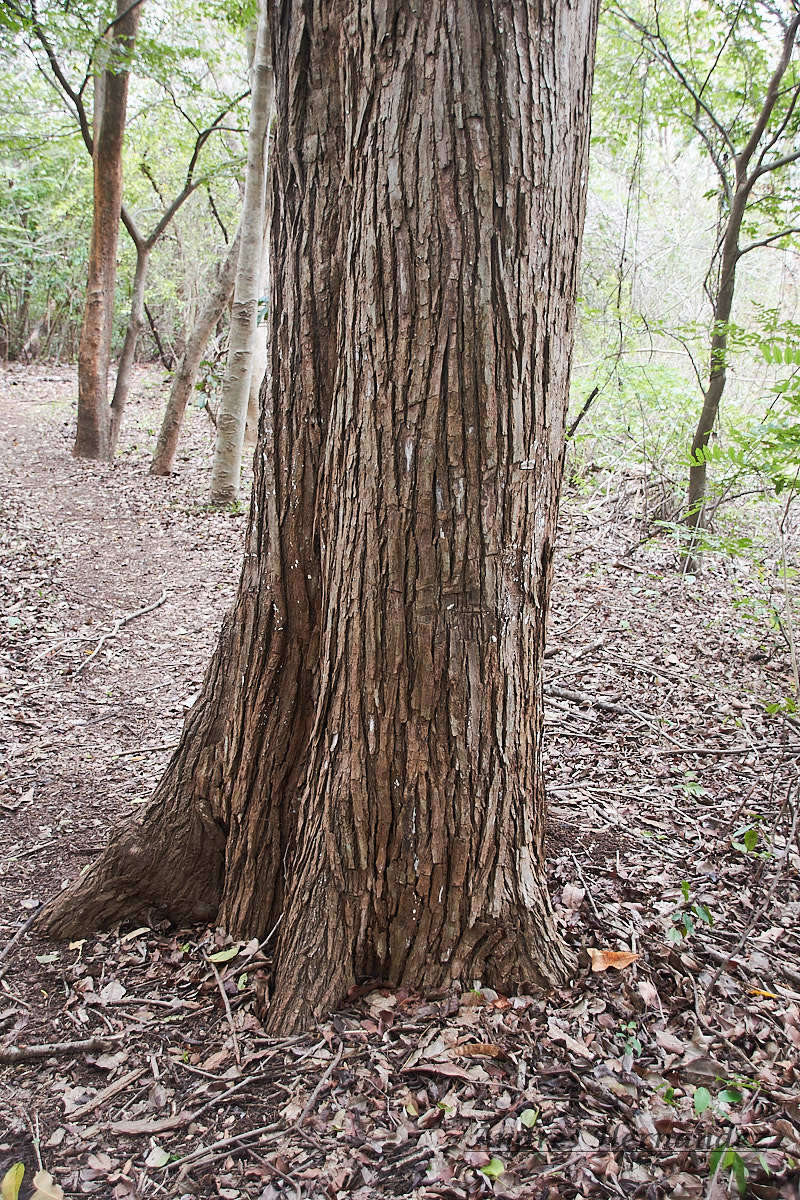 Platymiscium pinnatum (Jacq.) Dugand resmi