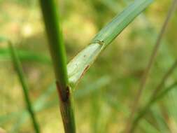 Image of common cottongrass