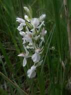 Image of Heath spotted orchid