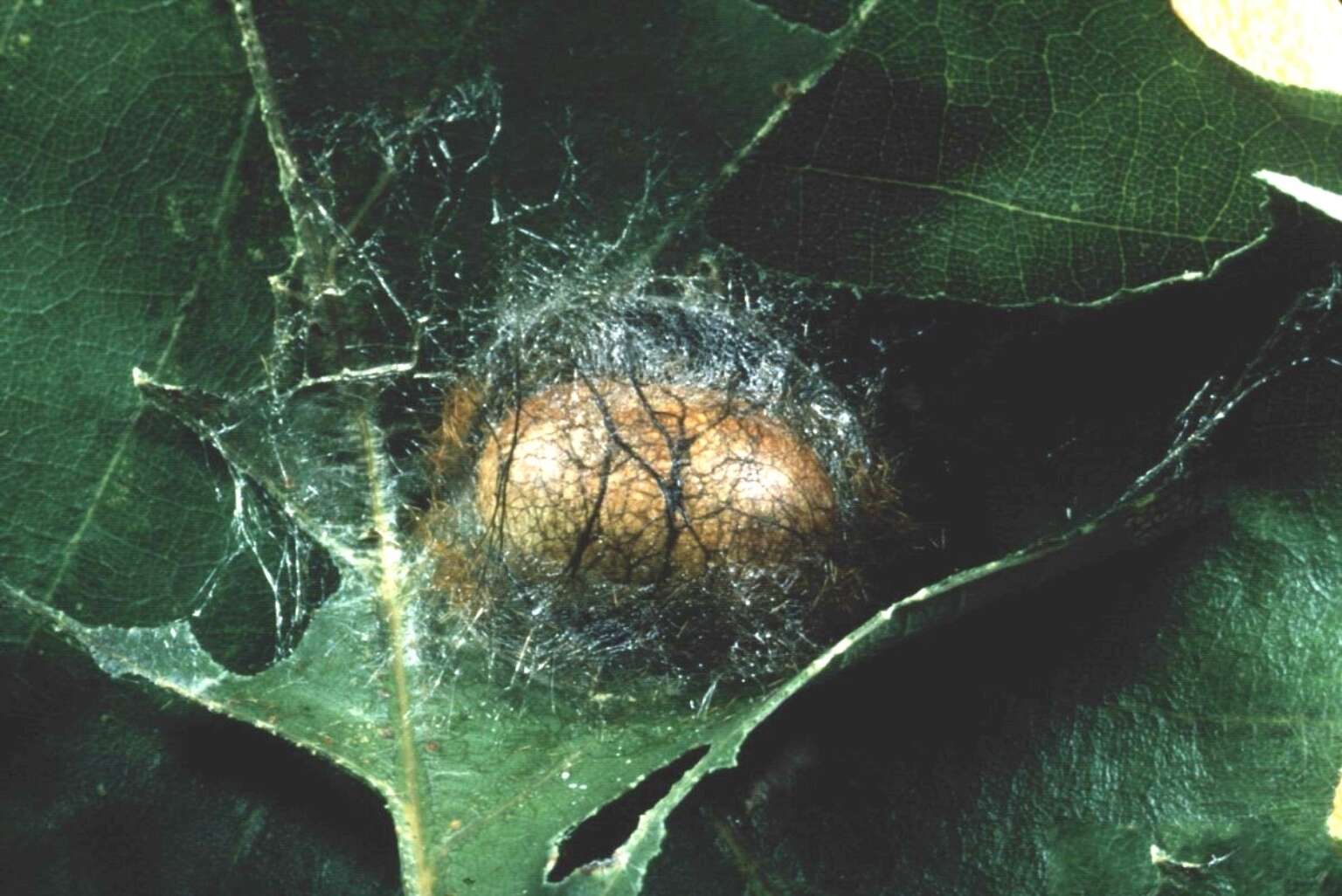 Image of Acharia stimulea