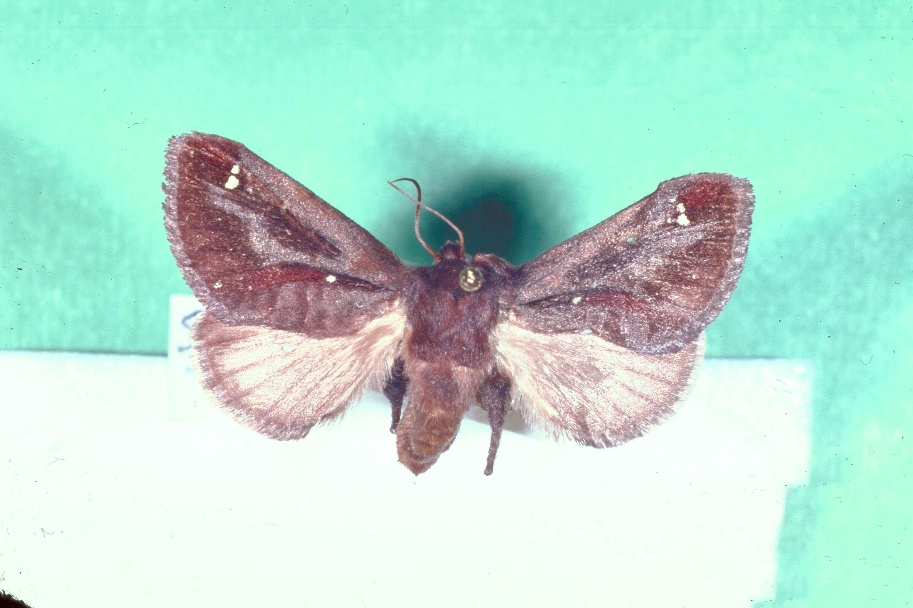 Image of Acharia stimulea