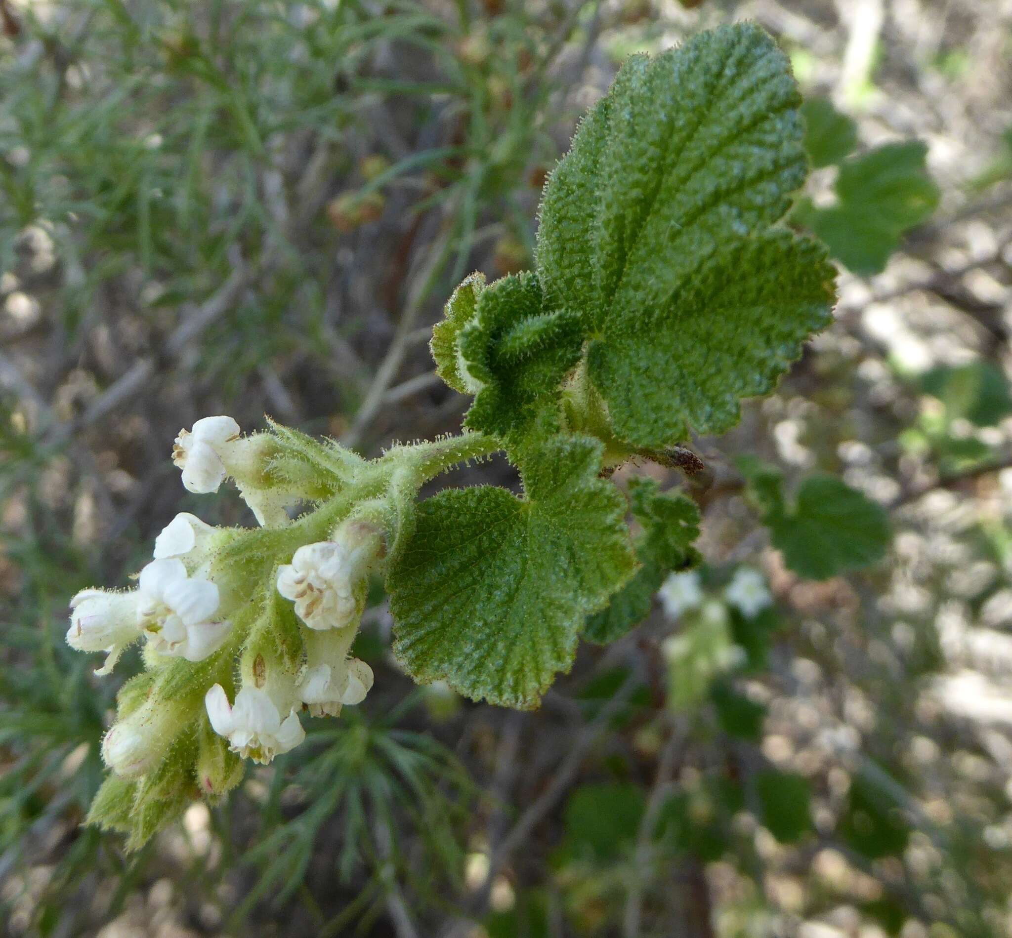 Image of whiteflower currant