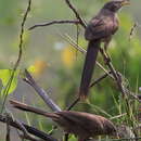 Image of Arabian Babbler