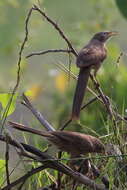 Image of Arabian Babbler