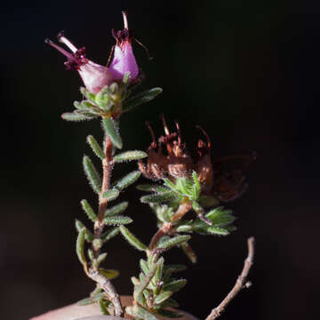 Image of Erica filiformis Salisb.