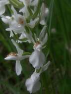 Image of Heath spotted orchid