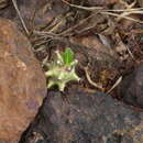 Image de Euphorbia neriifolia L.