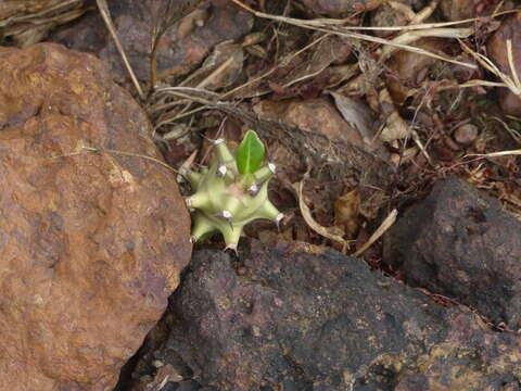 Image of Indian spurgetree