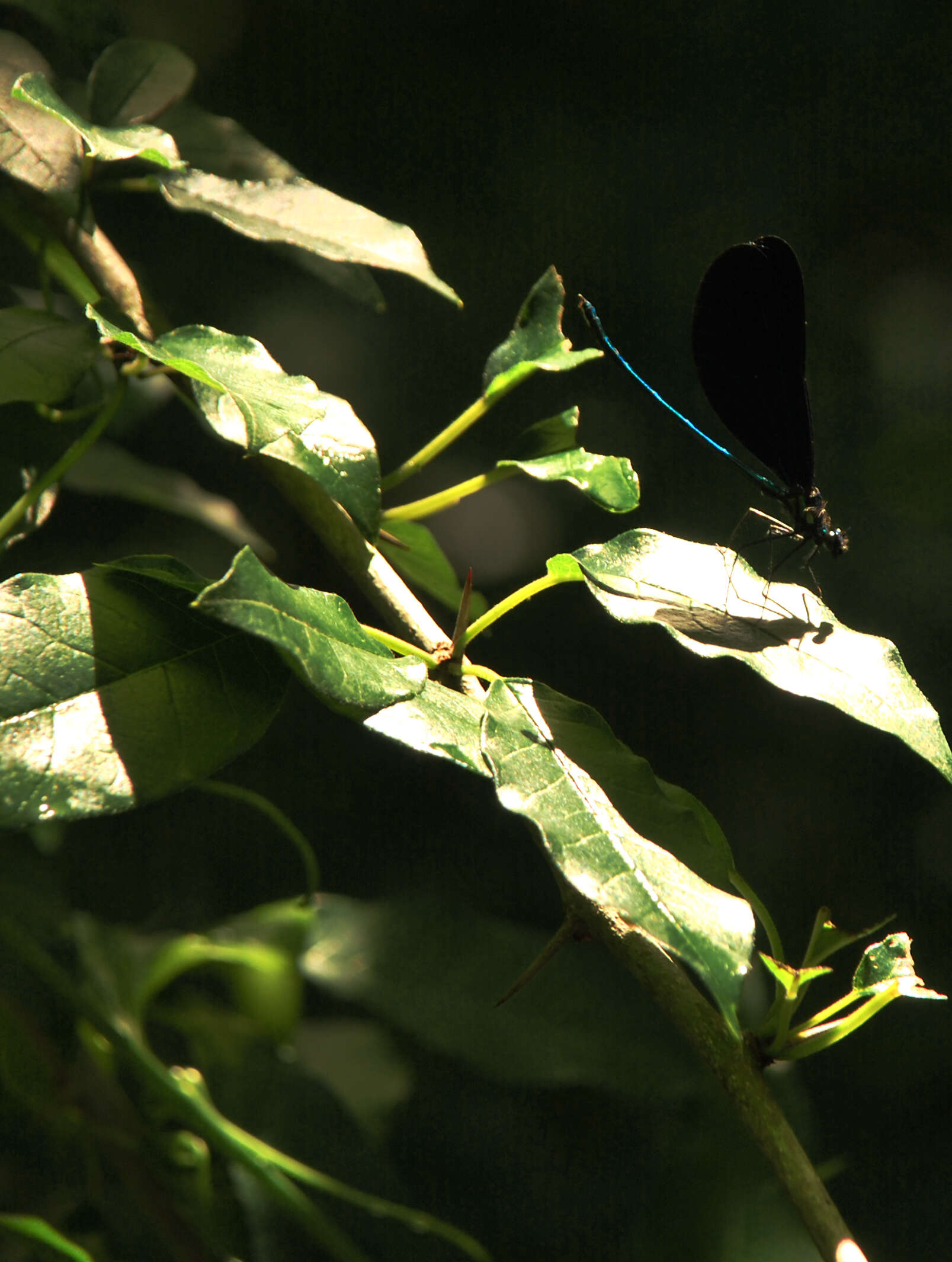 Image of Ebony Jewelwing