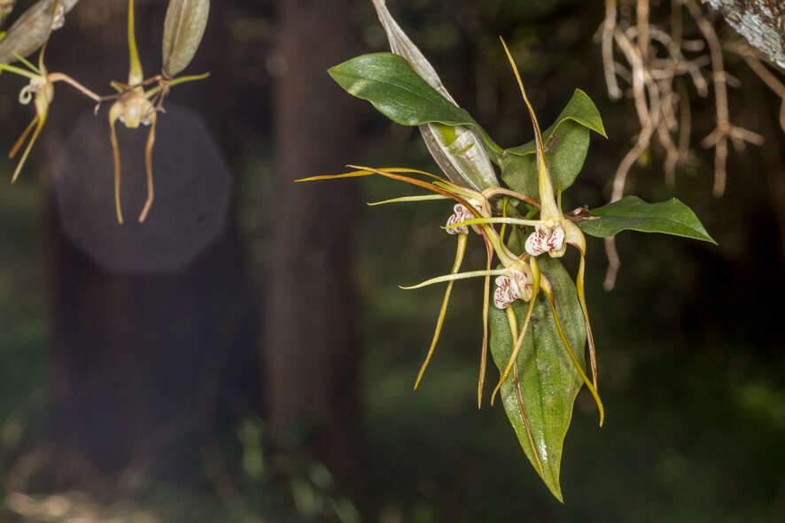 Image of Dendrobium tetragonum var. melaleucaphilum (M. A. Clem. & D. L. Jones) Dockrill