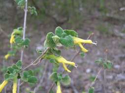 Image of Salvia aspera M. Martens & Galeotti