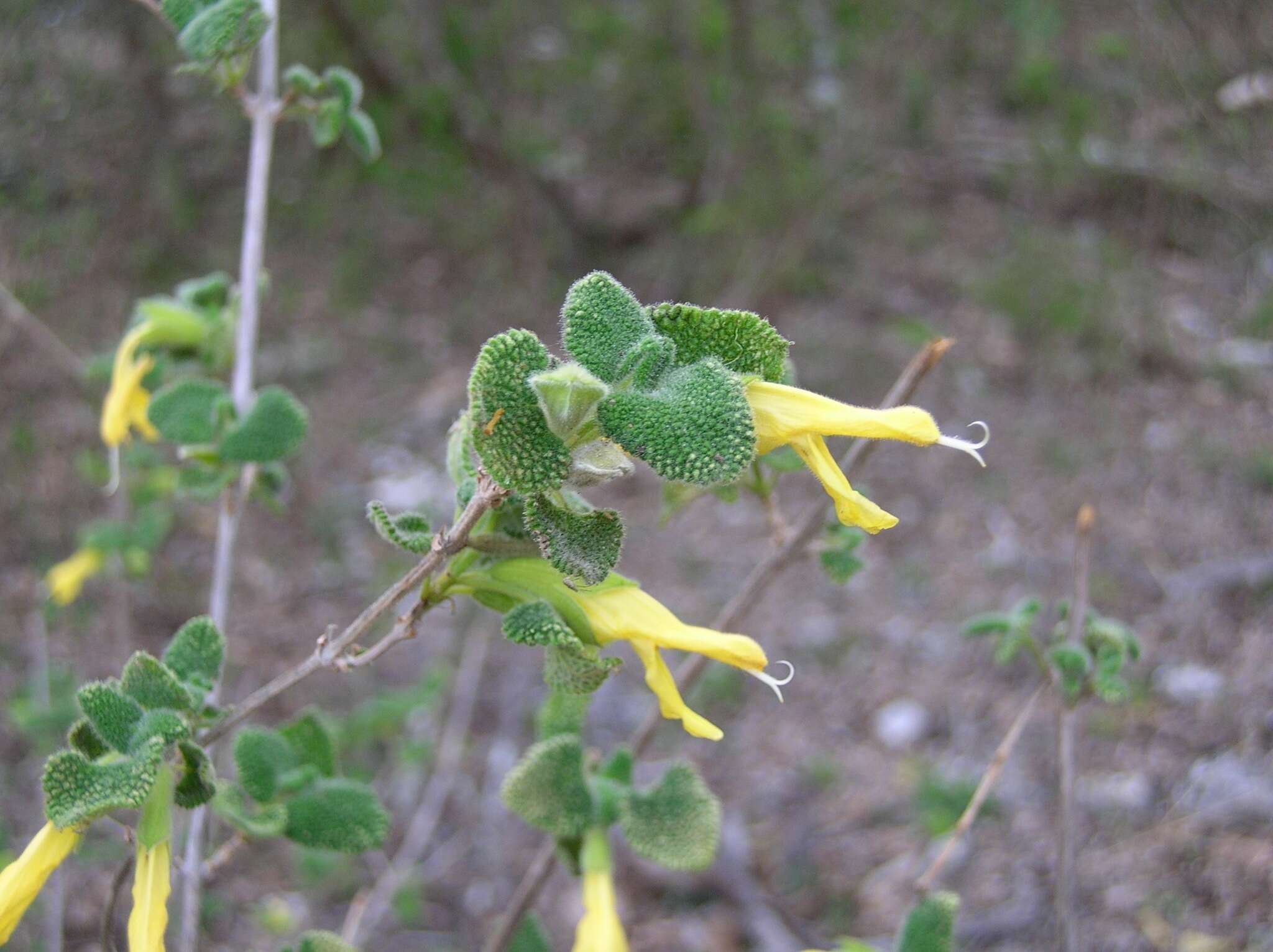 Image of Salvia aspera M. Martens & Galeotti