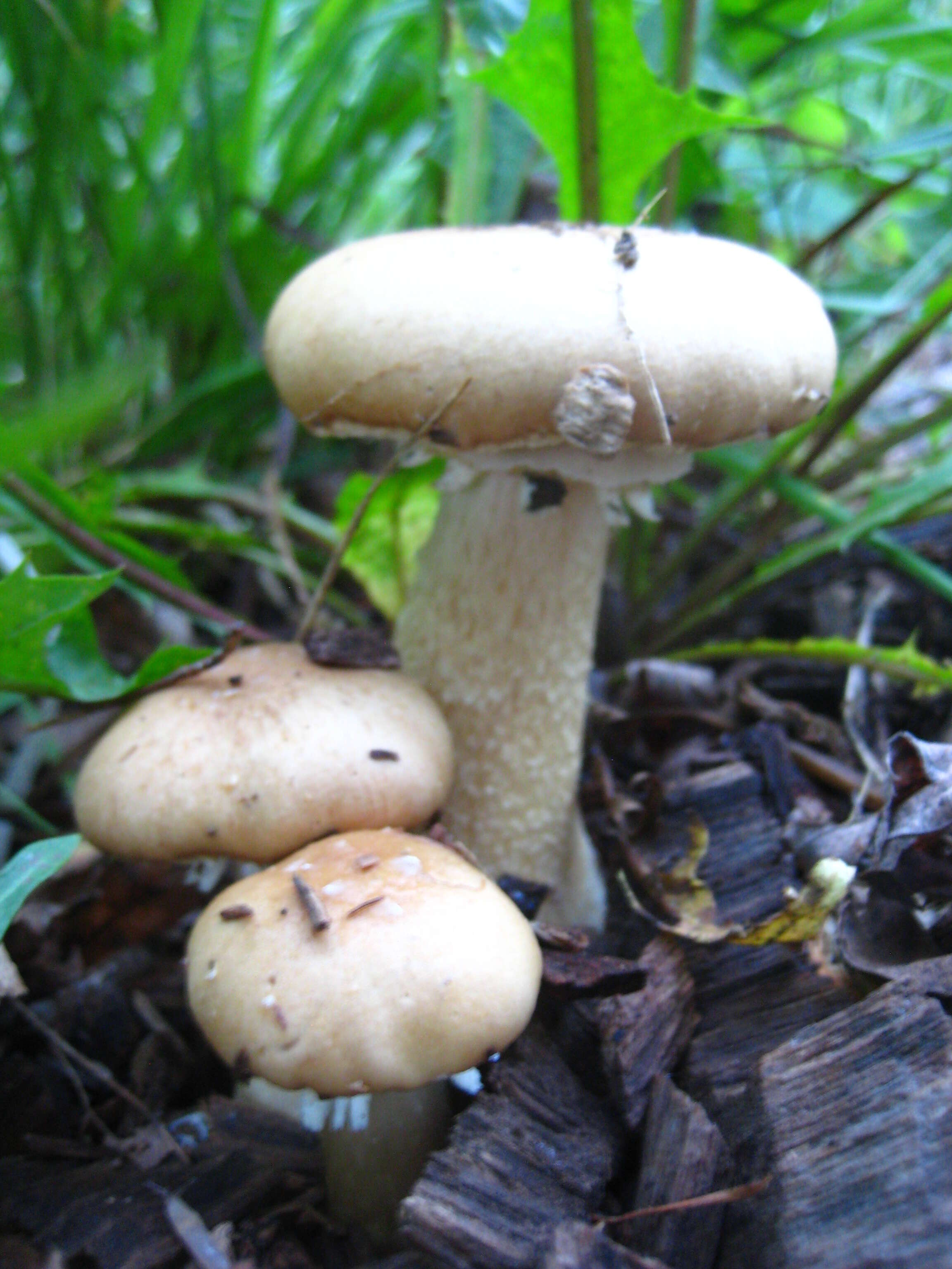 Image of Burgundy mushroom