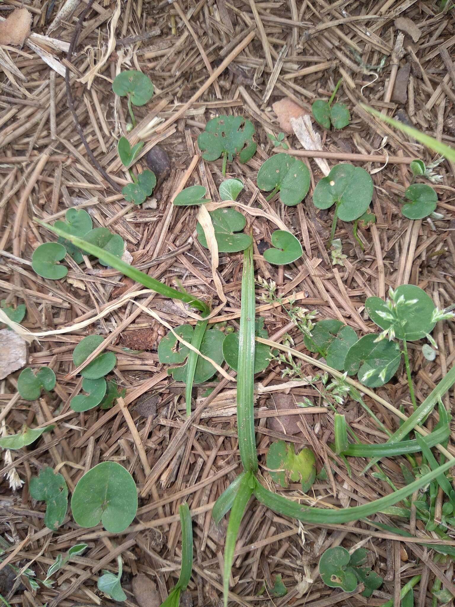 Plancia ëd Dichondra sericea Sw.