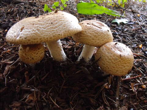 Image of Agaricus augustus Fr. 1838