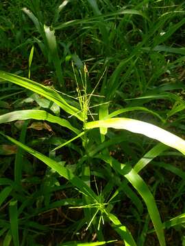 Image of Savannah-Panic Grass