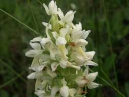 Image of Coeloglossum