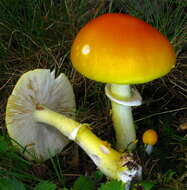 Image of Amanita flavoconia G. F. Atk. 1902