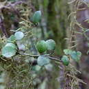 Image of Streblus heterophyllus (Bl.) Corner