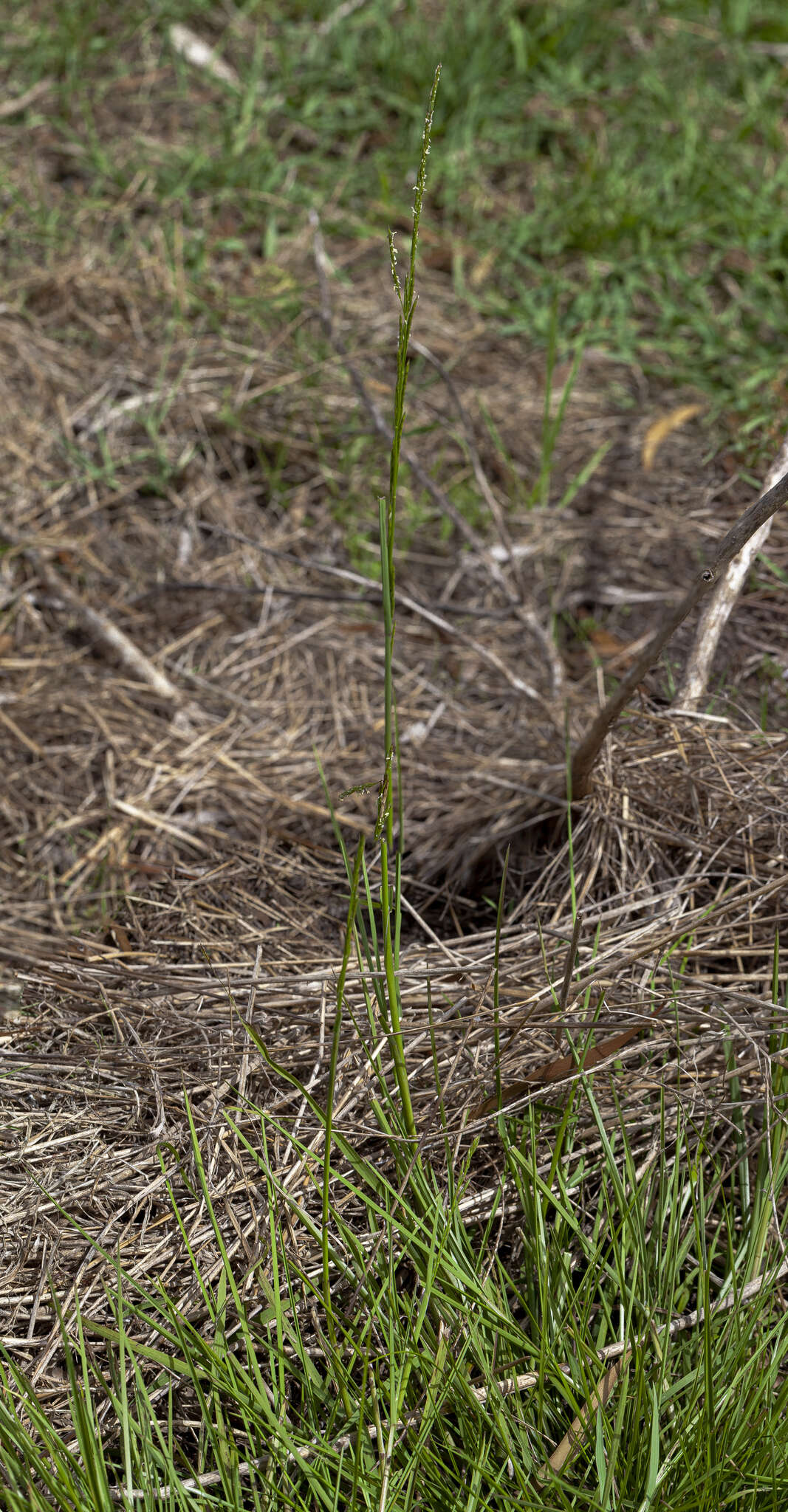 Image of Glyceria australis C. E. Hubb.